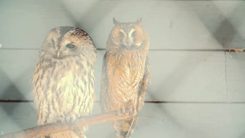 Two owls sitting on a branch one stretches out ridiculously