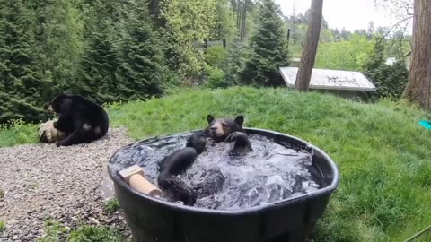 Funny Animals Video || Bear