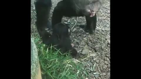 Animales tiernos del día