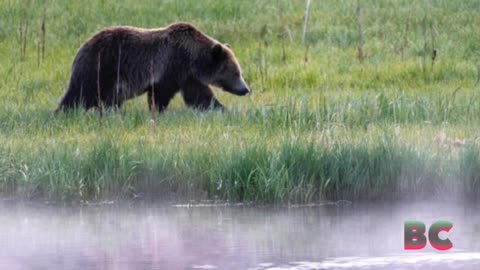 Grizzly Bear Attacks 72-year-old Man Picking Huckleberries in Montana