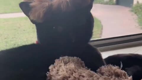 Black cat wears small wig on his head