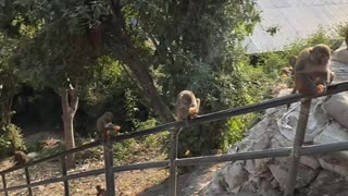 Many Hungry Monkeys Take Tangerines From the Trunk of a Car