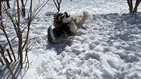 Huskies in the snow