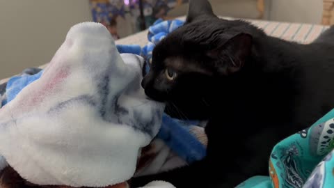 Adopting a Cat from a Shelter Vlog - Cute Precious Piper Acts Like a Sweet Baby Kitte