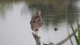 388 Toussaint Wildlife - Oak Harbor Ohio - Green Heron Stops By