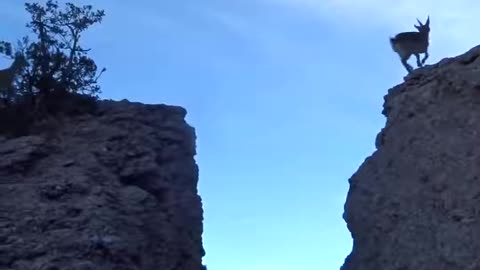 Goats jumping sheer mountain drop in viral video| crazy animal video