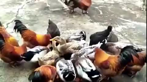 fighting animals dog vs chicken