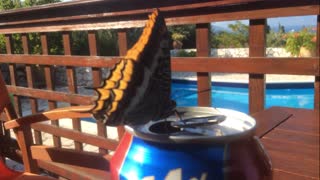 A Butterfly is drinking my can of beer!