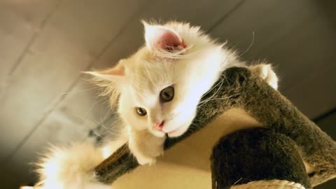 White kitten playing on the scratching tower