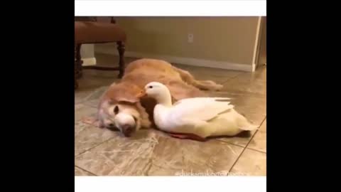 unusual friendship