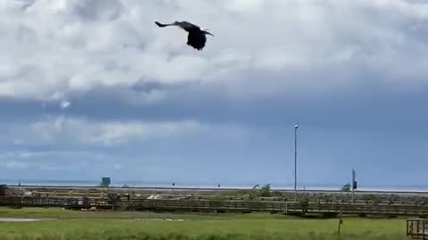 Hungry Eagle Held Back By Wind