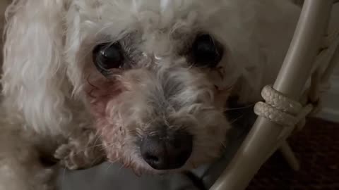 Same eyes, I have seen every horror movie ever, so innocent until it’s not. #poodle #Comedy #Demon
