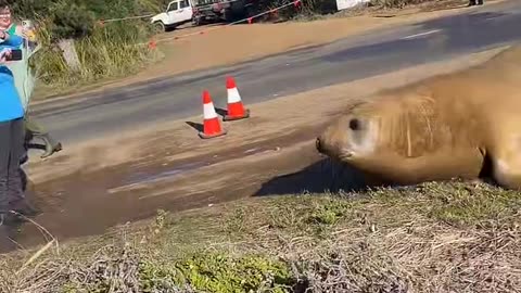 Neil the Seal Gets Chased Off the Road