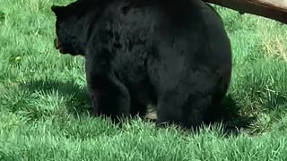 Smart Bear Scratches Itch