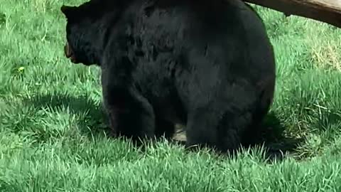 Smart Bear Scratches Itch