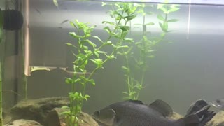 Barramundi tank set up.