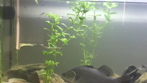 Barramundi tank set up.