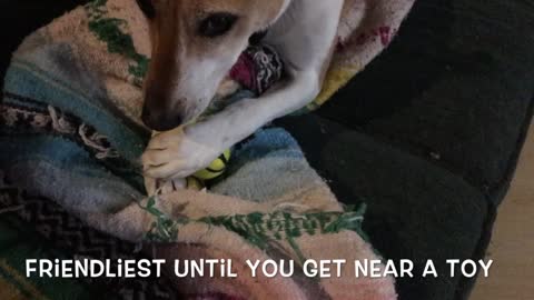 Dog Guards Her New Toy With Her Life