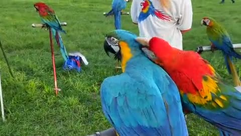 two parrot talking with each other