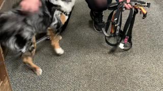 This Doggy Can't Contain Love For Daycare