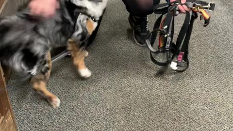 This Doggy Can't Contain Love For Daycare