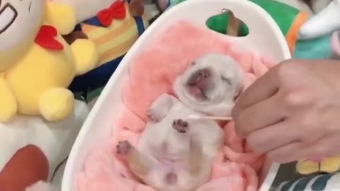 Cute puppy love, adorable puppies, funny puppies, WATCH!!!