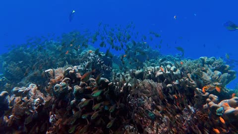 School Of Fish In The Deep Blue Sea, Watch it
