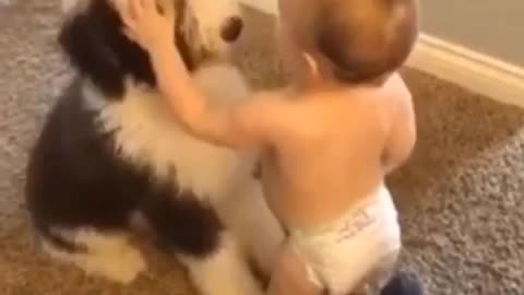 Cute Baby and Dog Video