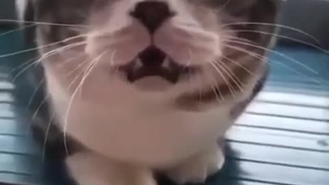Funny cat copied voice 🤣 || Rumble