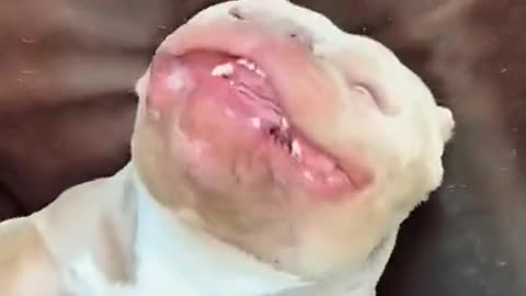 DEADLY PITBULL DOG LAUGH