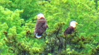 Two Eagles