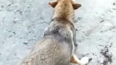 Funny Dogs Vs Chicken