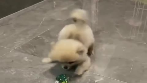 dog playing with frog