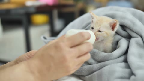 New born kitten milk feeding