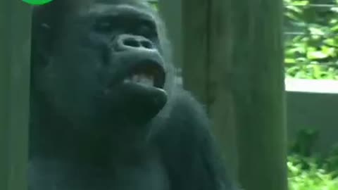 Gorila heroína que salva criança
