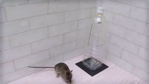 bottle rat_mouse trap #ranchipestcontrol