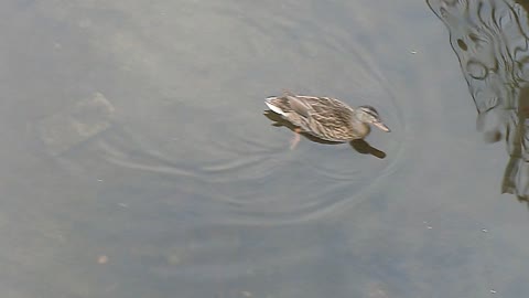 A duck laughs and swims away in Germany 2022