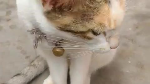 Beautiful cat video
