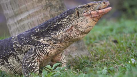 Dragon Komodo Eating Fish