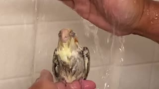 Our pet Cockatiel’s Bath time