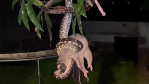 Australian Python Snacks on a Wild Possum