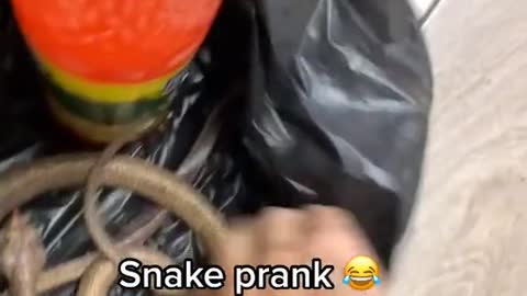 Snake Prank🐍
