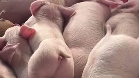 Napping piglet adorably wiggles its tail