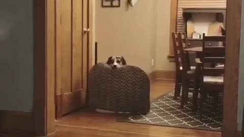 Brown dog carries welcome mat into wooden kitchen