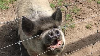 Kunekune Pig is Ready for a Snack
