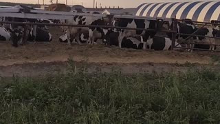 Herd of cows