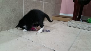 Cute feral kitten plays with yarn for the first time