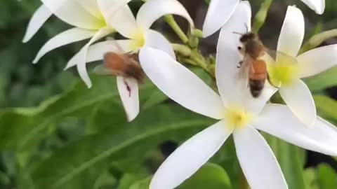 Bees on engel