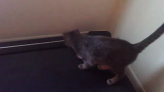 Cute cat learns to use the treadmill