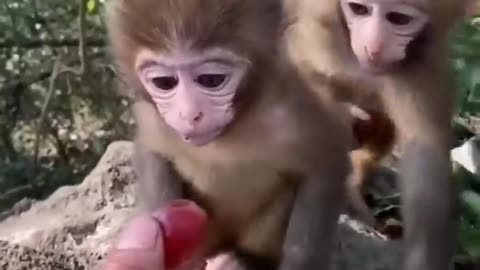 Cute BABY Animals!! So cute!